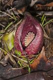 Eastern Skunk Cabbage, Symplocarpus foetidus