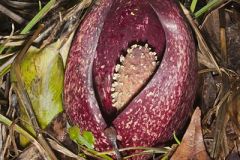 Araceae, Arum Family