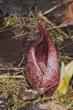 Eastern Skunk Cabbage, Symplocarpus foetidus