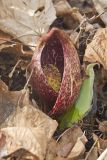 Eastern Skunk Cabbage, Symplocarpus foetidus