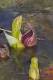 Eastern Skunk Cabbage, Symplocarpus foetidus