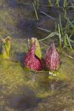 Eastern Skunk Cabbage, Symplocarpus foetidus