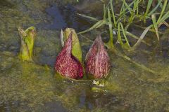 Eastern Skunk Cabbage, Symplocarpus foetidus