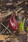 Eastern Skunk Cabbage, Symplocarpus foetidus