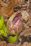 Eastern Skunk Cabbage, Symplocarpus foetidus