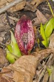 Eastern Skunk Cabbage, Symplocarpus foetidus