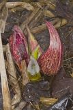 Eastern Skunk Cabbage, Symplocarpus foetidus