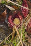 Eastern Skunk Cabbage, Symplocarpus foetidus