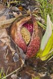 Eastern Skunk Cabbage, Symplocarpus foetidus