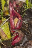 Eastern Skunk Cabbage, Symplocarpus foetidus