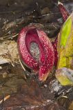 Eastern Skunk Cabbage, Symplocarpus foetidus