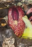 Eastern Skunk Cabbage, Symplocarpus foetidus