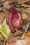 Eastern Skunk Cabbage, Symplocarpus foetidus