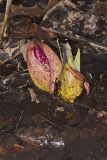Eastern Skunk Cabbage, Symplocarpus foetidus