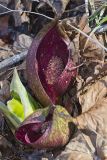 Eastern Skunk Cabbage, Symplocarpus foetidus