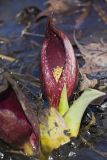 Eastern Skunk Cabbage, Symplocarpus foetidus