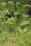 Eastern Skunk Cabbage, Symplocarpus foetidus