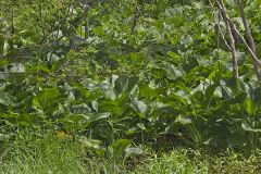 Eastern Skunk Cabbage, Symplocarpus foetidus