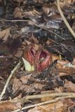 Eastern Skunk Cabbage, Symplocarpus foetidus