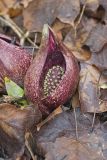 Eastern Skunk Cabbage, Symplocarpus foetidus