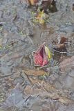 Eastern Skunk Cabbage, Symplocarpus foetidus