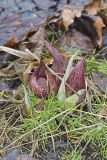 Eastern Skunk Cabbage, Symplocarpus foetidus