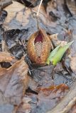 Eastern Skunk Cabbage, Symplocarpus foetidus