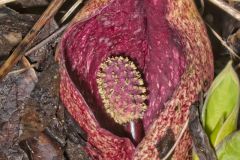 Eastern Skunk Cabbage, Symplocarpus foetidus
