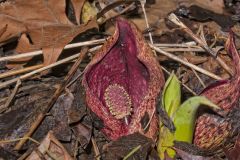 Eastern Skunk Cabbage, Symplocarpus foetidus