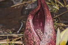 Eastern Skunk Cabbage, Symplocarpus foetidus