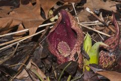 Eastern Skunk Cabbage, Symplocarpus foetidus