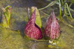 Eastern Skunk Cabbage, Symplocarpus foetidus