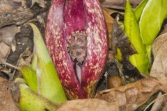 Eastern Skunk Cabbage, Symplocarpus foetidus