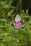 Eastern Tailed Blue, Everes comyntas