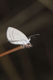 Eastern Tailed Blue, Everes comyntas