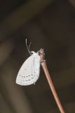 Eastern Tailed Blue, Everes comyntas