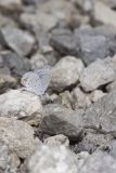 Eastern Tailed Blue, Everes comyntas