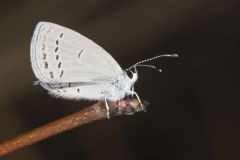 Eastern Tailed Blue, Everes comyntas