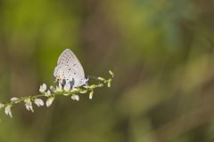 Eastern Tailed Blue, Everes comyntas