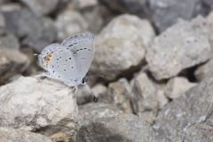 Eastern Tailed Blue, Everes comyntas