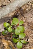 Eastern Teaberry, Gaultheria procumbens