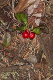 Eastern Teaberry, Gaultheria procumbens
