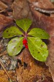 Eastern Teaberry, Gaultheria procumbens