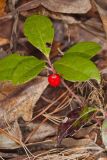 Eastern Teaberry, Gaultheria procumbens