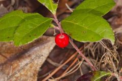 Eastern Teaberry