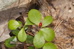Eastern Teaberry, Gaultheria procumbens