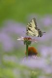 Eastern Tiger Swallowtail, Papilio glaucus