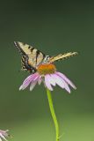 Eastern Tiger Swallowtail, Papilio glaucus