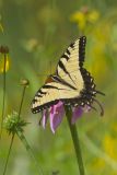 Eastern Tiger Swallowtail, Papilio glaucus