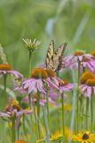 Eastern Tiger Swallowtail, Papilio glaucus